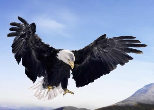 Aguila real